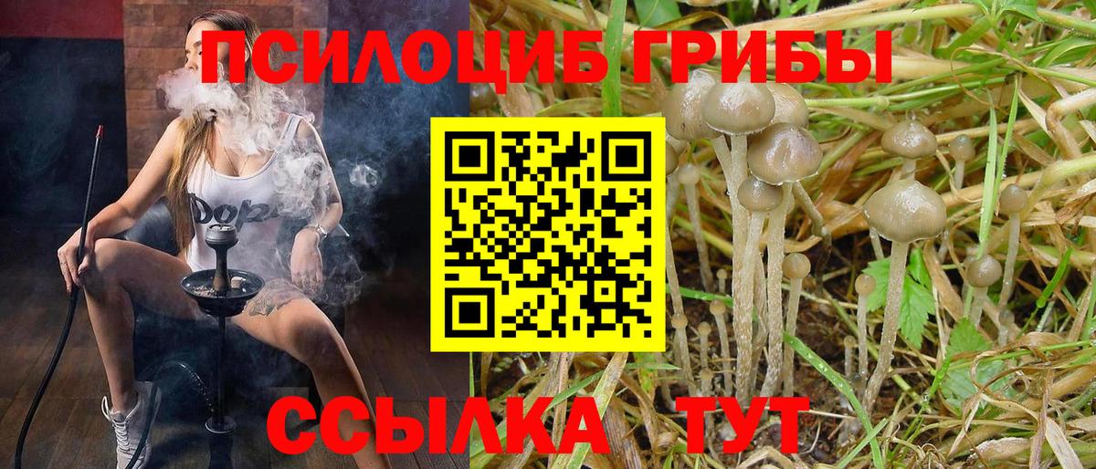 Псилоцибиновые грибы Psilocybine cubensis Сальск